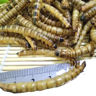 Da Mai Chong Dried Whole Body Zophobas Morio Dried Superworms for Food