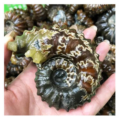 Crystal Wholesale Bulk Natural Rock Quartz Gemstone Madagascar Conch fossil for Decoration
