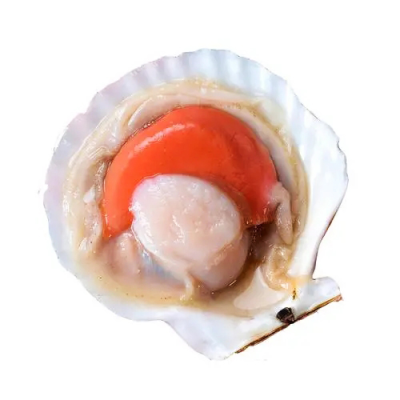Indonesia Seafood Half Shell IQF Frozen Scallops