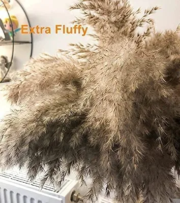 Wholesale Price Pampas Grass Seed 17 Inches Natural Dried Light Brown Pampas Grass for Wedding Decoration