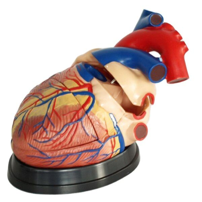 Enlarged Size Detachable Plastic Human Heart Anatomy Model Medical Science Teaching Model Anatomical Demonstration