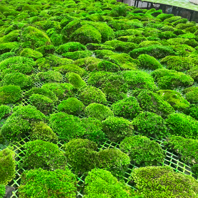 Every Love Wholesale Stabilize Reindeer Moss Wall Art Moss Panel Decorations Preserved Moss