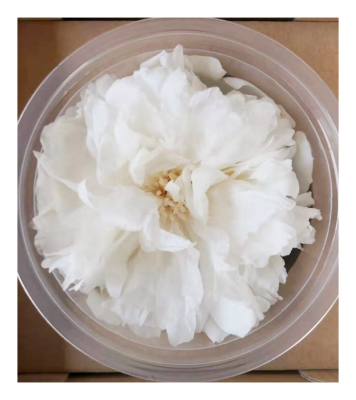 Real Natural Eternal Flowers Preserved Peony