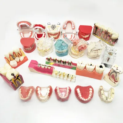 Standard Orthodontic Study Dentist Anatomical Oral Teeth Model Dental Typodont Models