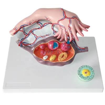 Anatomy Structure Model for Enlarged Ovary Care Life-Like Manikin
