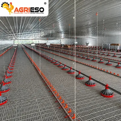 Complete Automatic Chicken Feeding System with Feed Pan Hopper Auger and Drive Unit for Commercial Broiler Farm Projects