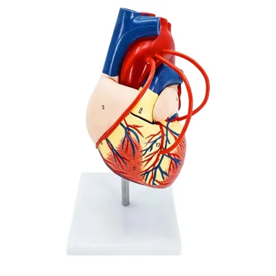 Human Anatomical Heart Bypass Surgery Demonstration Model for Medical Teaching