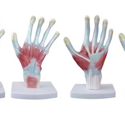 Palm Anatomy Model Medical Science PVC Anatomical Model for Nurse Training