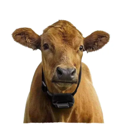 Collar SM GPS Tracker Cloud Storage for Livestock Solar Panel Charging Big Battery Volume 10000mAh Battery Rechargeable Cow GPS