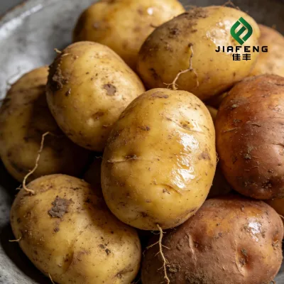 Best Quality 100% Organic Fresh Potatoes