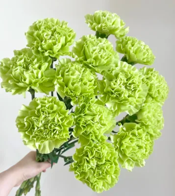 Fresh Cut Carnation Lady Green Dounan Wedding Flowers Decorative Floral Arrangement