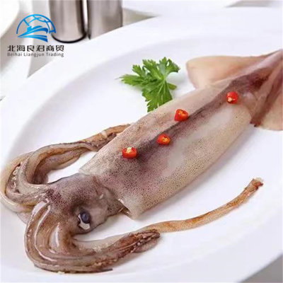 Factory Hot Sale Product High Quality Healthy Seafood Fresh Calamari Frozen Squid Loligo Squids