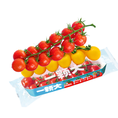 Fresh Cherry Tomatoes Fresh Tomatoes Sweet Cherry Tomato  in Red and Yellow for Sale