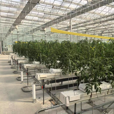 Tomato Three-dimensional Planting Family Balcony Greenhouse Plant Factory Save Space Improve Yield and Quality