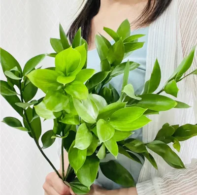Wholesale Fresh Cut Flowers, Fresh Ruscus Leaves and Orange Leaves at Flower Market in Kunming, Yunnan, China