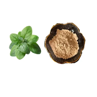 Natural Ocimum Sanctum  Extract Ocimum Basilicum L Extract Powder Ocimum Sanctum P.E