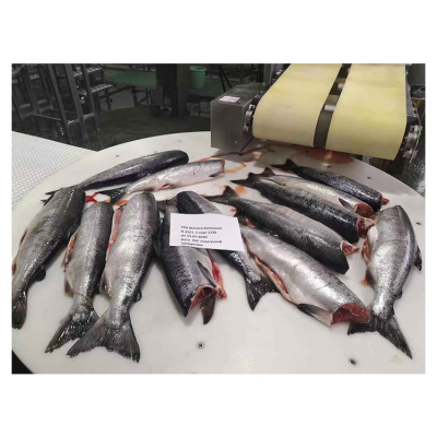 Fresh Salmon Fish / Salmon From Norway