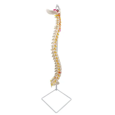 High Quality Flexible Spine Anatomical Model For Medical Teaching