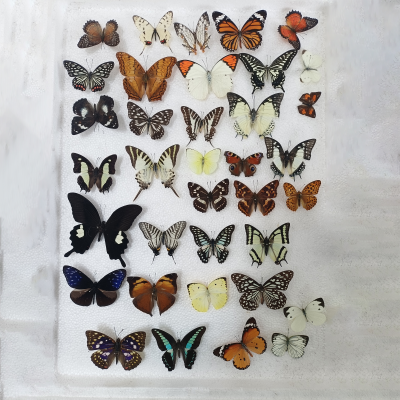 Craft Gift Biological Specimens Beautiful Taxidermy Preserved Real Insect butterfly Specimen