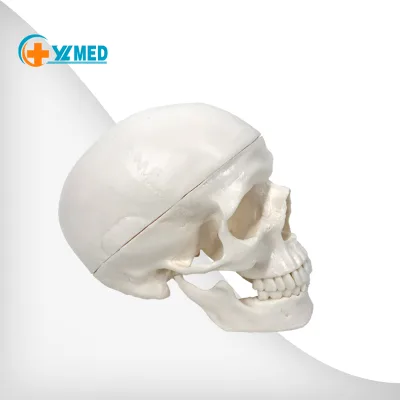 Detachable Human Skeleton Model Medical Life-size Adult White Skull Model with 8 Brain Sections for Teaching Use