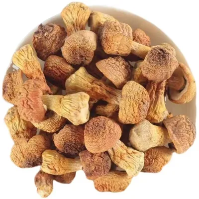 Factory Price Champignon Agaricus Agaricus