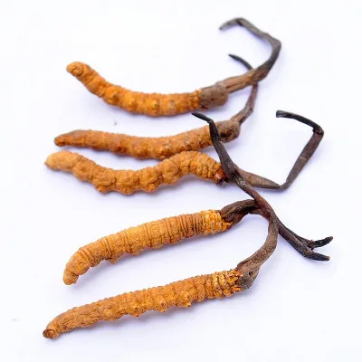 Dried Cordyceps Sinensis Medical Grade Dark Yellow Bag Packaging