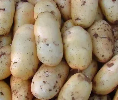 Chinese Newest Crop High Quality Fresh Holland Variety Potatoes 25kg Mesh Bags 1 Year Shelf Life for Export Wholesale Factory