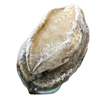 Frozen Cooked Abalone for Sale