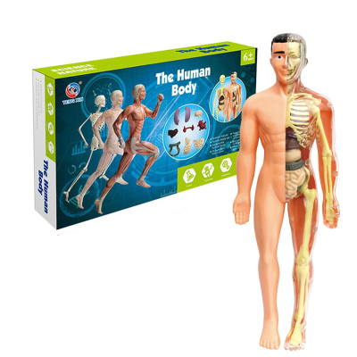 Children's Toys Stem Cognitive Educational and Intellectual Organ Assembly Bones Fabricators Manufacturers Wholesale Toys