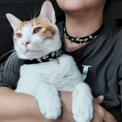 Black Soft Velvet Safe Cat Dog Adjustable Collar with Crystal Pets Luxury Fashion Choke Neckband Accessories