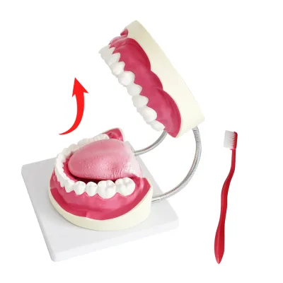 Dental 6x Magnification Brushing Model with Tongue Teeth Model for Kindergarten Children Teaching Brushing Oral Cavity