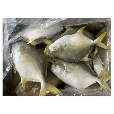 High Quality Golden Pomfret for Sale