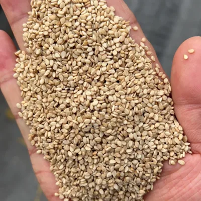 Premium Raw Yellow Sesame Kernels Natural Unpeeled Yellow Sesame Bulk Supply for Condiment Plant