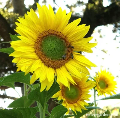 Modern Style an Heirloom Sunflower Forest