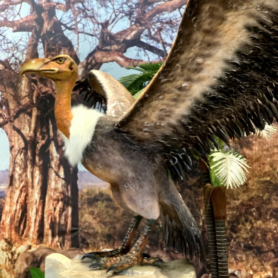 Indoor Animal Park Life Like Animatronic Animal Models Animatronic Teratornithidae Model
