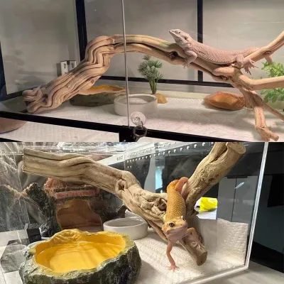 Sell Well New Type Reptile Green Iguana Climb Wood Climbing Pet for Landscape Decoration Reptile Non-Toxic Climb Wood