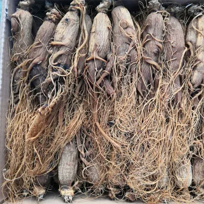Goodex Supply Prime Quality Dried Whole White Ginseng Root Herbal Supplement Made in China