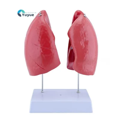 Life-Size Silicone and PVC Respiratory and Thoracic Surgery Training Tool Medical Science Lung Anatomy Model