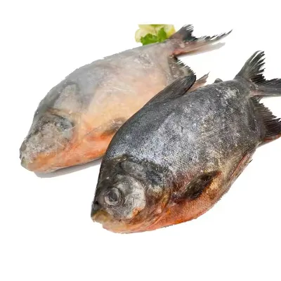 High Quality Good Price Frozen Red Pomfret/ Pacu Frozen Style for Nigeria