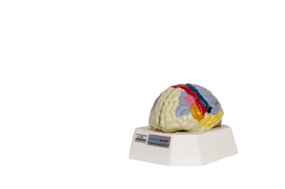 GD/A18205 Functional Localization of Cerebral Cortex