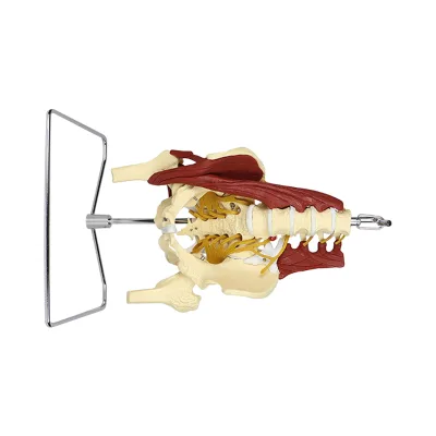 A Human Lumbar Belt Muscle Pelvic Model Demonstrates the Repair of Pelvic Floor Muscles in Parturients