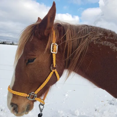 2025 2023 New Unique Horse Halter Hardware Manufactured for Racing Training Includes Rein and Lead Rope