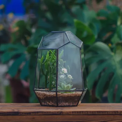 Black Geometric Glass Hexagon Plant Terrarium for Succulent Air Plants Moss Fern