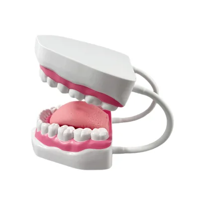 6-times magnified tooth model - Doctor-patient communication correction practice Tooth brushing model - Available in four colors