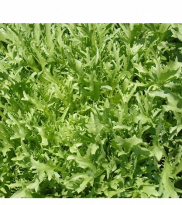 Endive Fresh Vegetables Nutritious and Delicious Picked Freshly-Eat with Peace of Mind