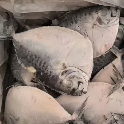 Hot Sale Good Quality Frozen Moonfish 40-60pcs/ctn
