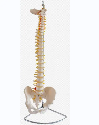 Spinal and Pelvic Models, Factory Direct Sales of Various Biological Teaching Models