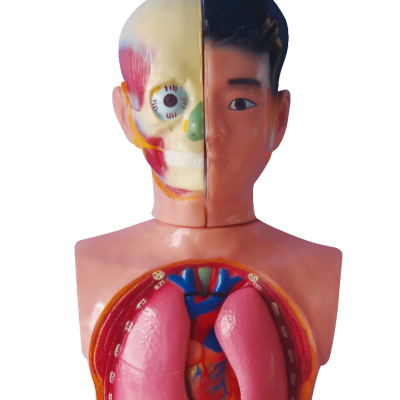 Teenage Human Body Half Body Model