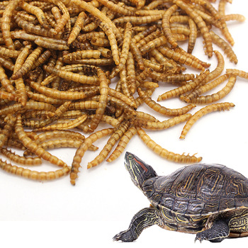 FD MEALWORM