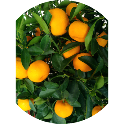 High Quality Sweet Fresh Mandarin Orange Fresh Citrus Fruits Navel Orange Lime Mandarin Oranges Tangerines
